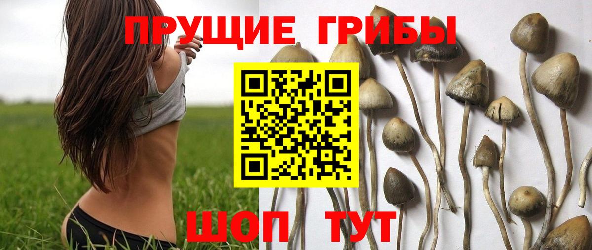 Галлюциногенные грибы ЛСД  Псилоцибиновые грибы MAGIC MUSHROOMS  Кизляр  купить наркотики сайты  Вход с VPN 